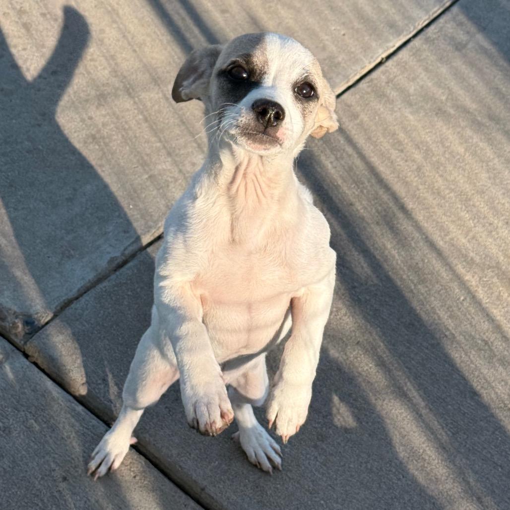 Enlarge Sparky, a Adoptable mixed breed in West Richland, WA image 6/6
