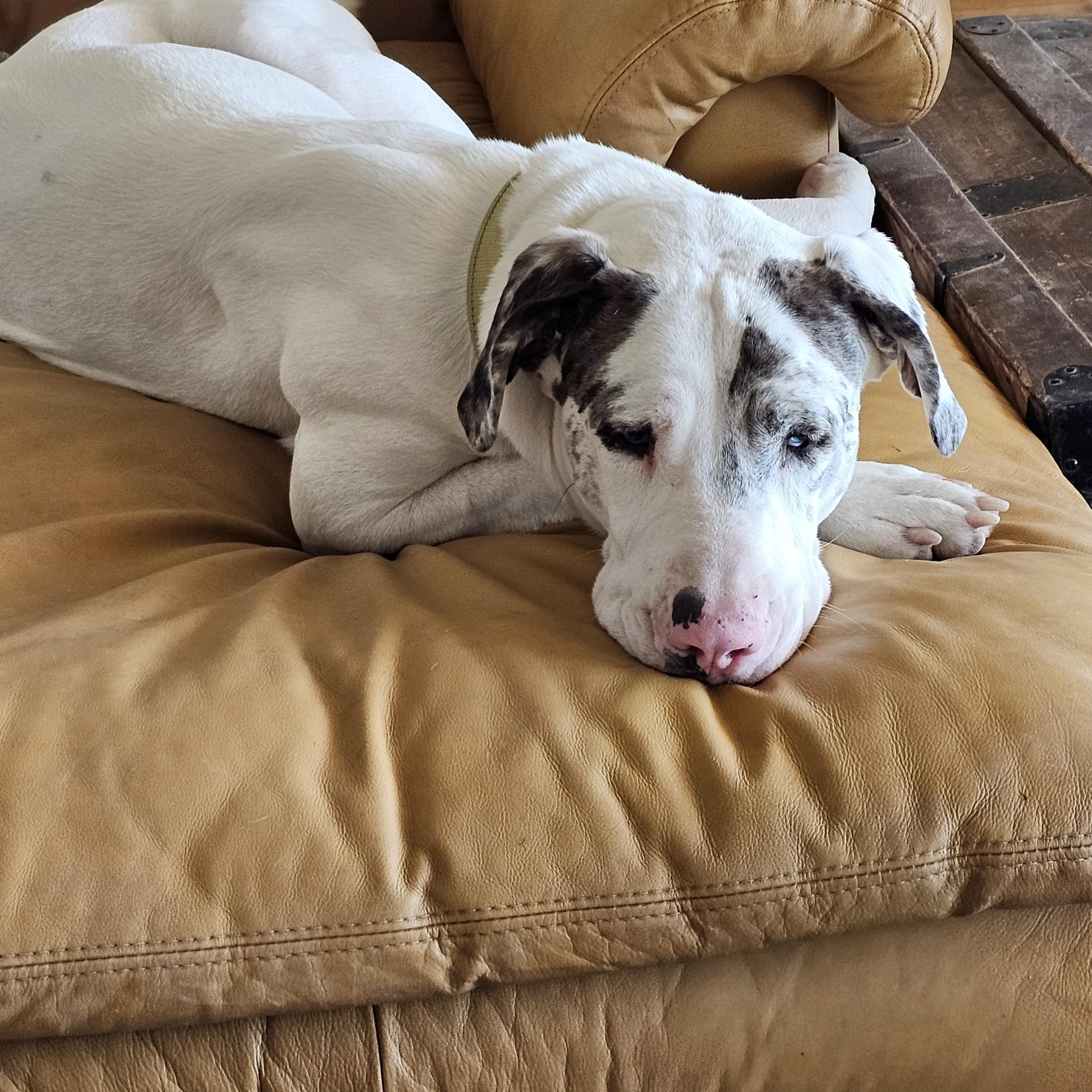 Enlarge Tempe, a Adoptable mixed breed in Mesa, AZ image 2/5