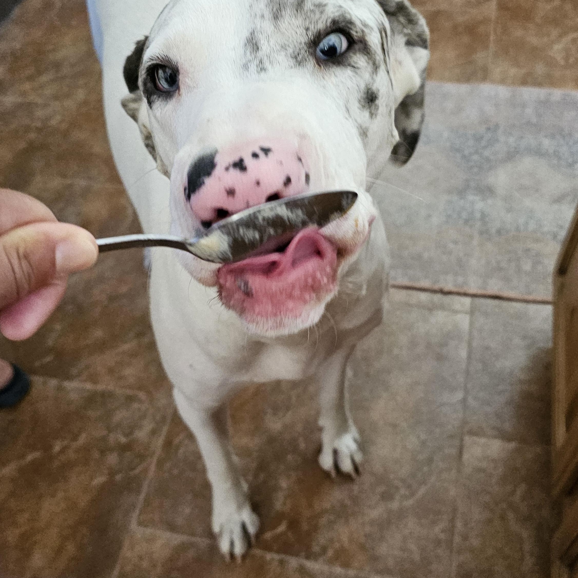 Enlarge Tempe, a Adoptable mixed breed in Mesa, AZ image 3/5