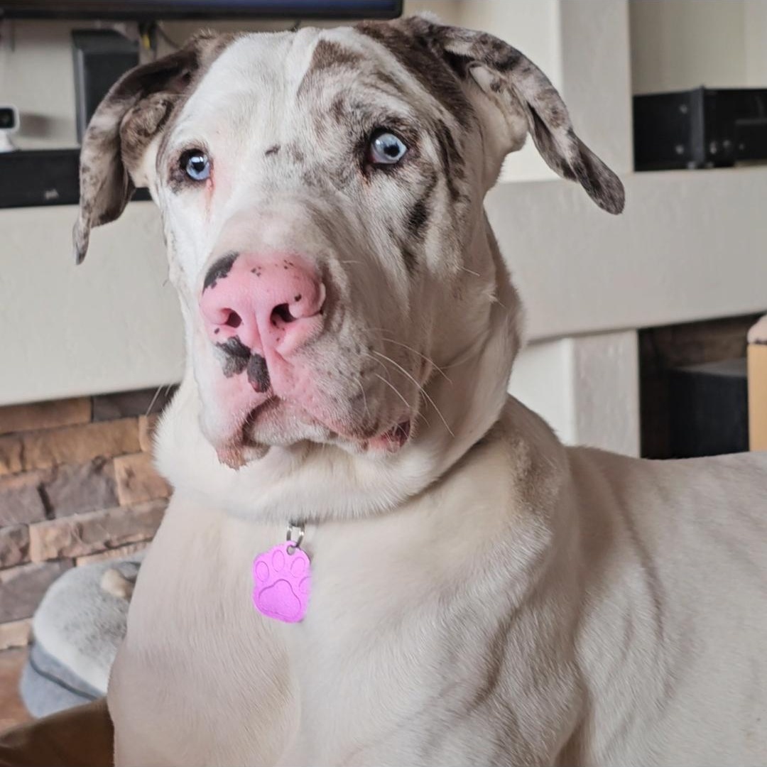 Enlarge Tempe, a Adoptable mixed breed in Mesa, AZ image 4/5