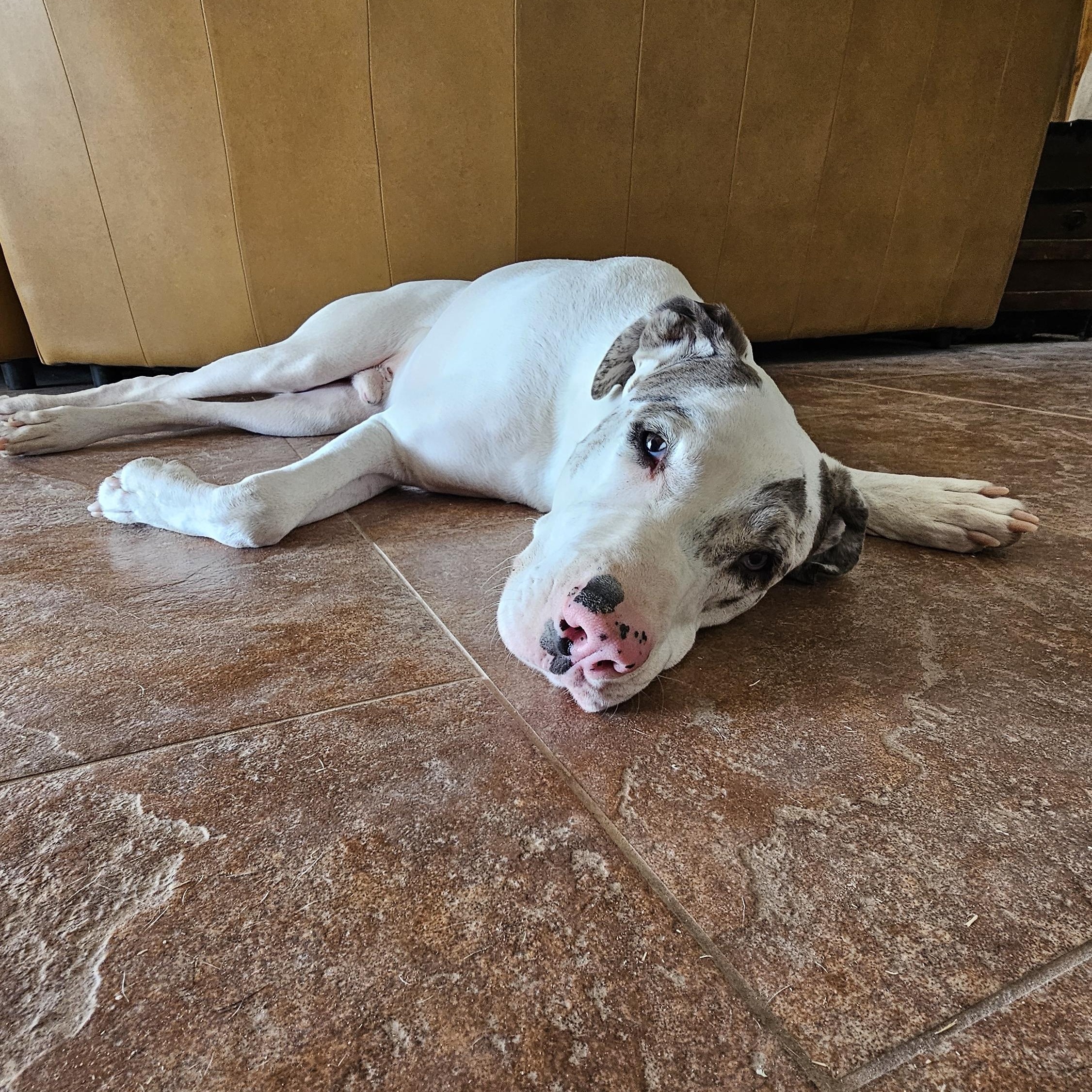 Enlarge Tempe, a Adoptable mixed breed in Mesa, AZ image 5/5