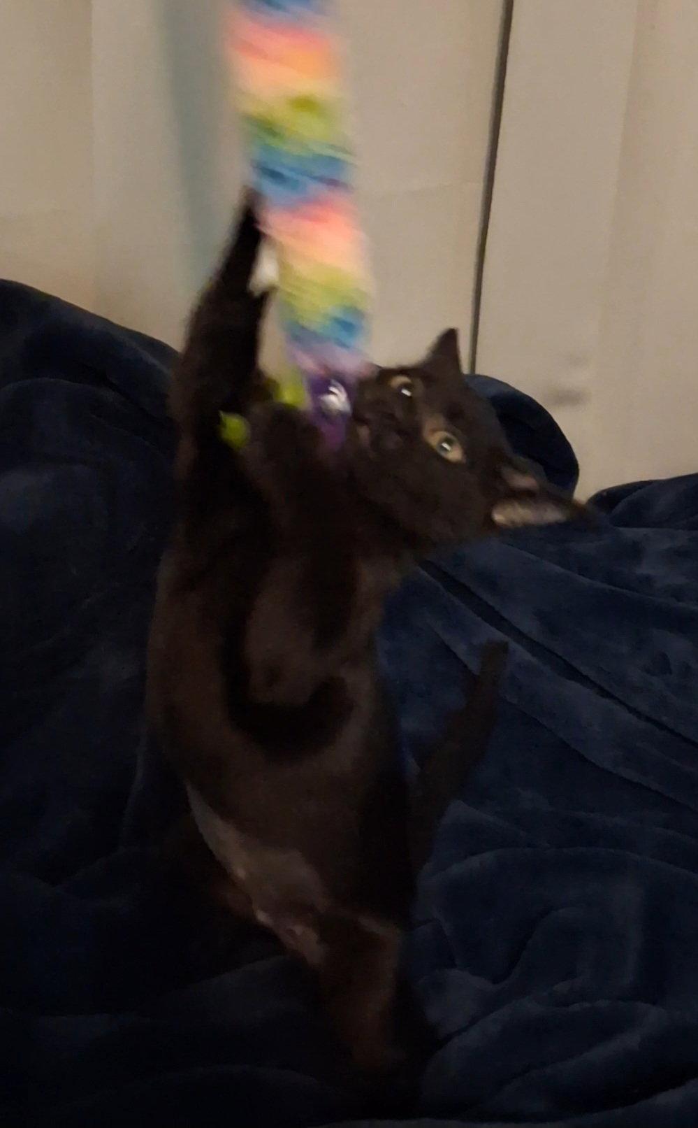 Star, a Adoptable Domestic Short Hair in Davis, CA image 1/3