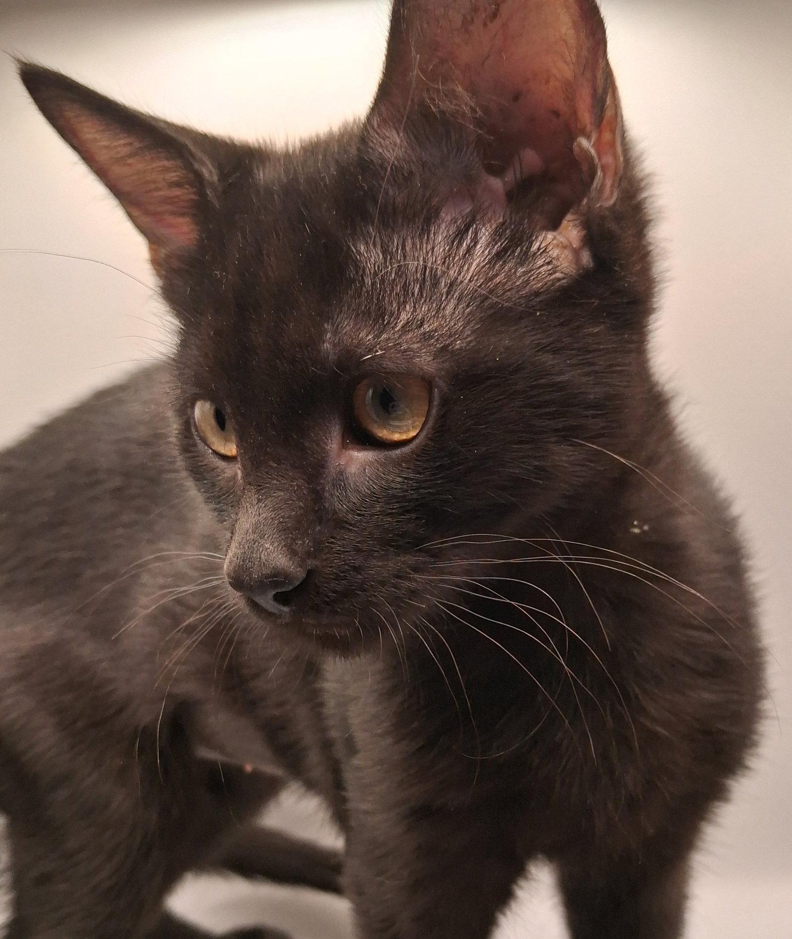 Star, a Adoptable Domestic Short Hair in Davis, CA image 2/3