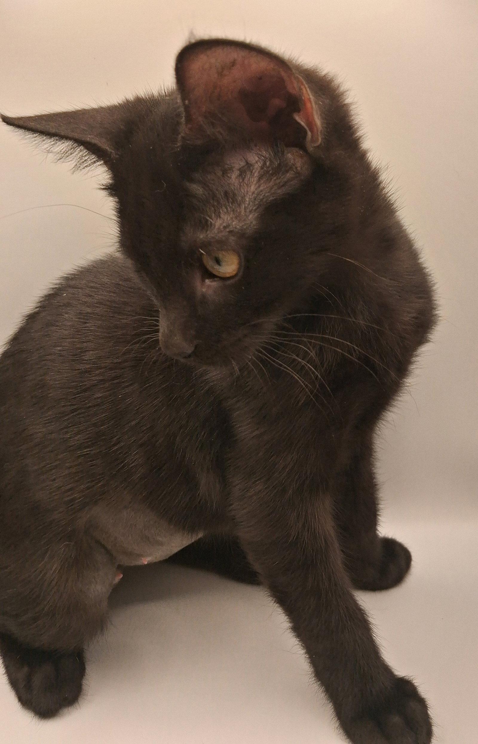 Star, a Adoptable Domestic Short Hair in Davis, CA image 3/3
