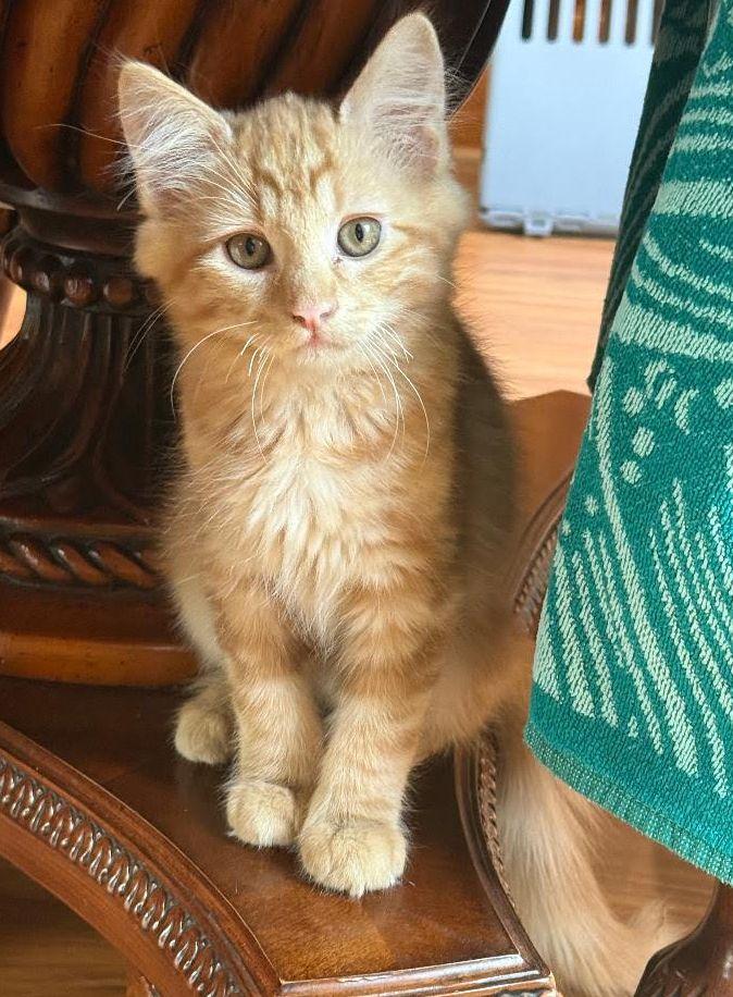 Enlarge Thomas O'Malley, a Adopted Domestic Short Hair in Seal Beach, CA image 1/1