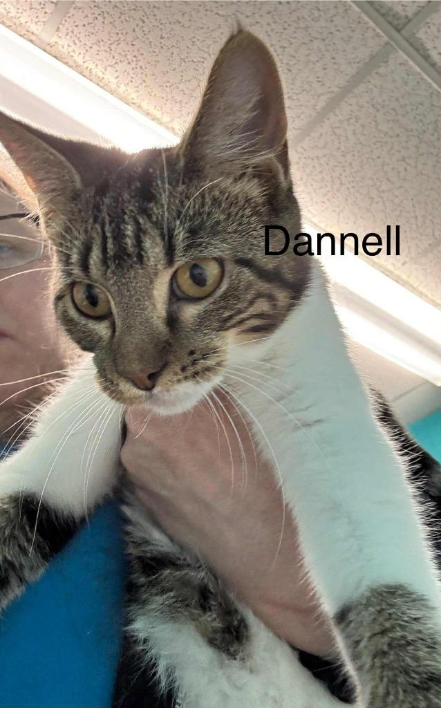 Enlarge Dannell, a Adopted mixed breed in Utica, MI image 1/1