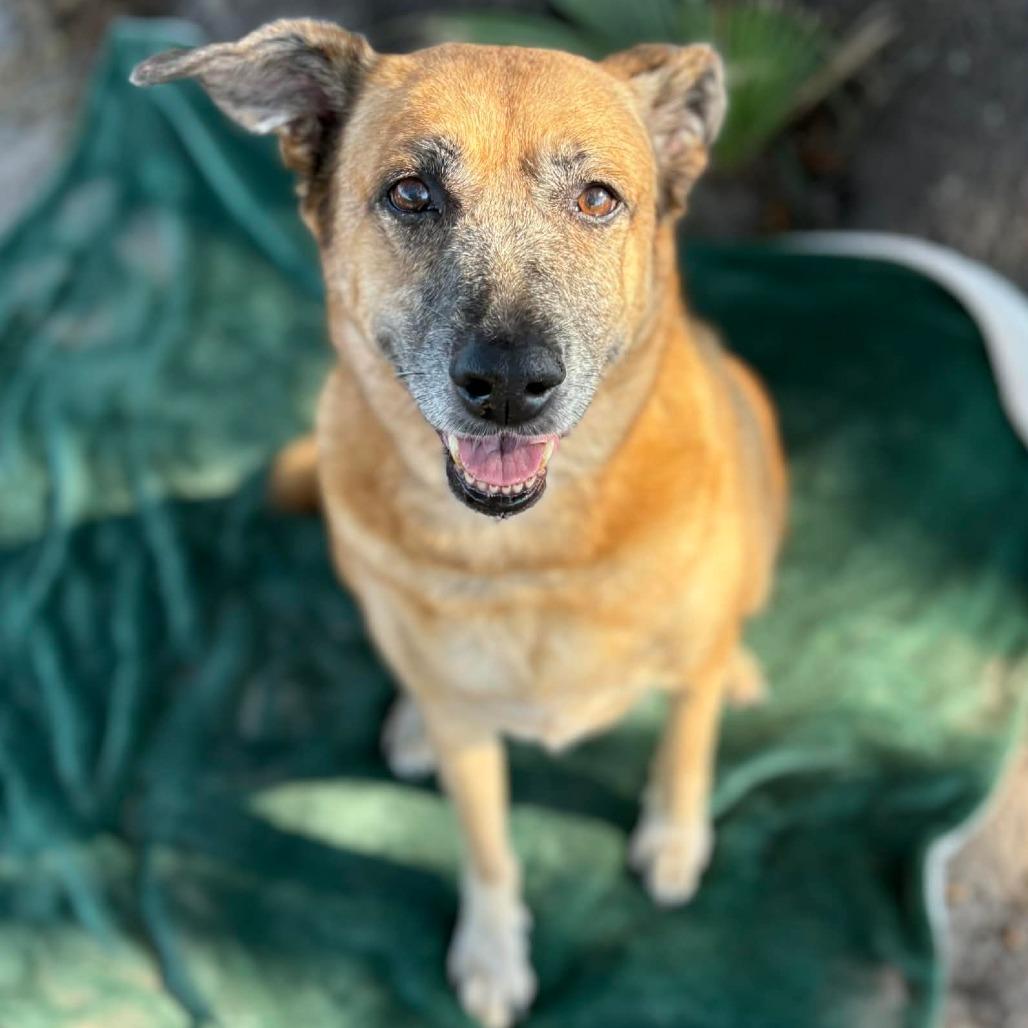 Dixie, Adoptable, Adult Female Mixed Breed.