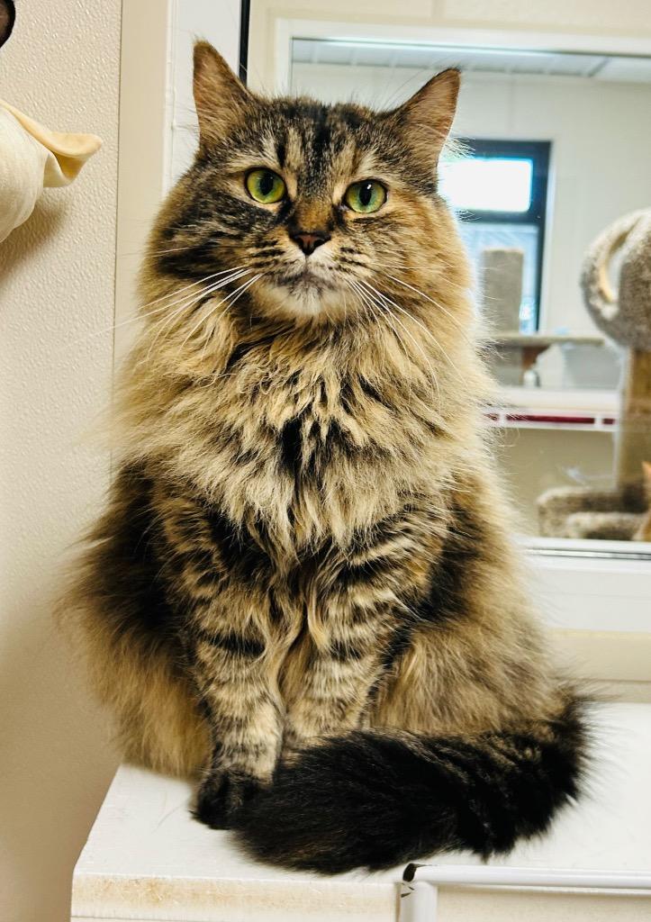 Kitty Hex, Adoptable, Adult Female Domestic Long Hair.