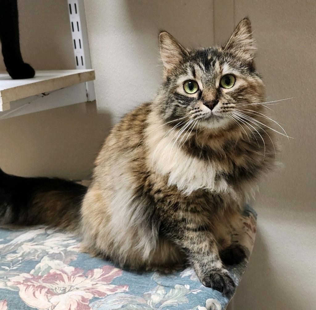 Kitty Hex, a Adoptable mixed breed in Fremont, OH image 1/6