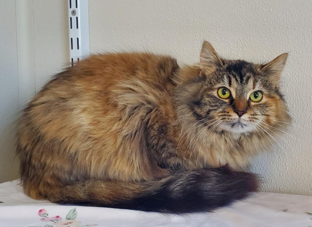 Enlarge Kitty Hex, a Adoptable mixed breed in Fremont, OH image 2/6