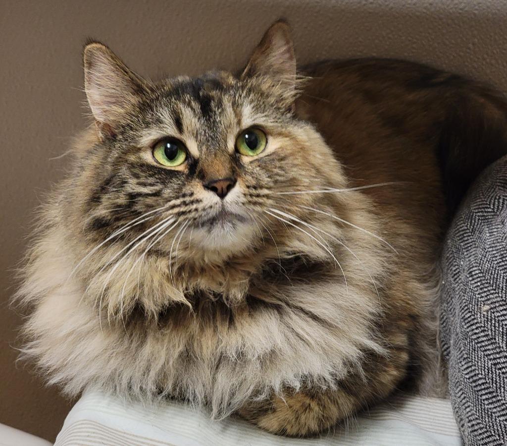 Enlarge Kitty Hex, a Adoptable mixed breed in Fremont, OH image 3/6