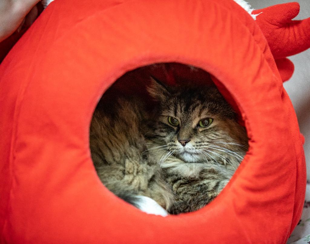 Kitty Hex — thumbnail 3