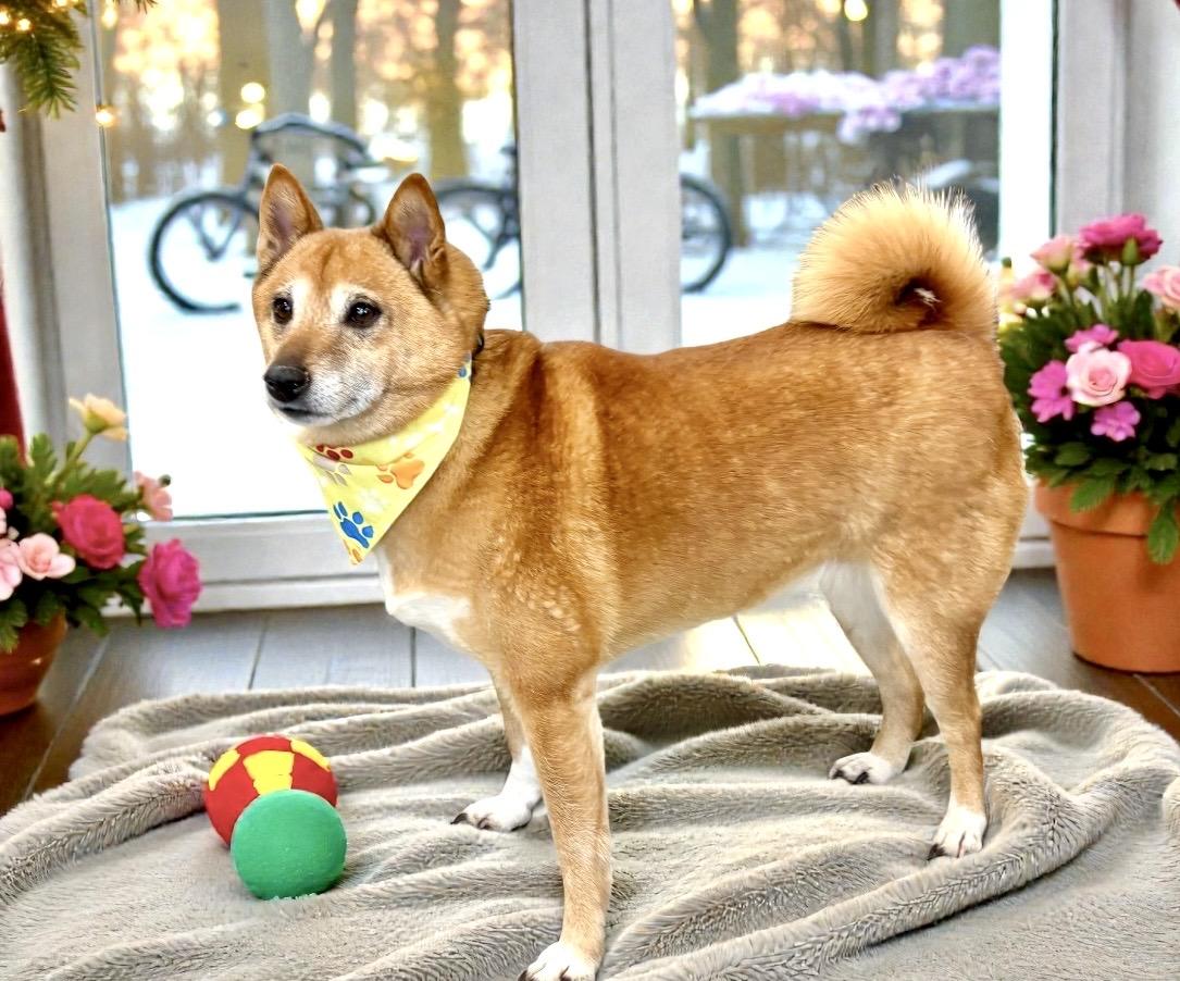 Lexi, an adoptable Shiba Inu in Perry, IA image 5/6
