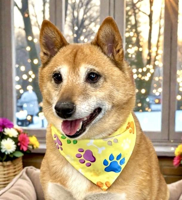 Lexi, an adoptable Shiba Inu in Perry, IA image 1/6