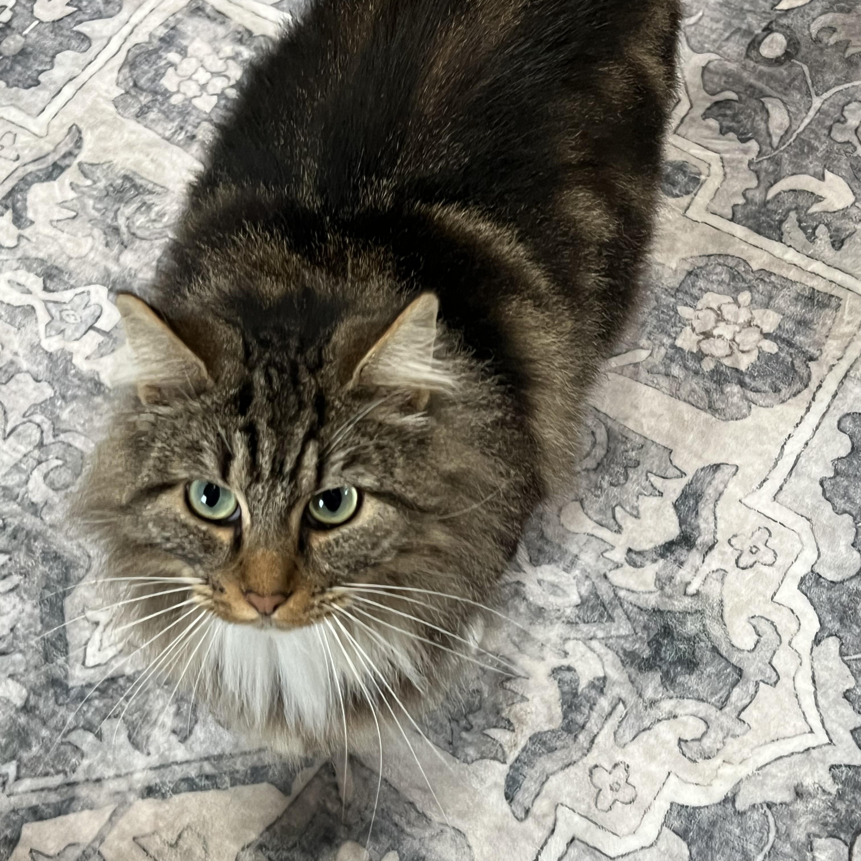 Enlarge Bella, a ADOPTABLE Domestic Long Hair in Oakville, WA image 2/2