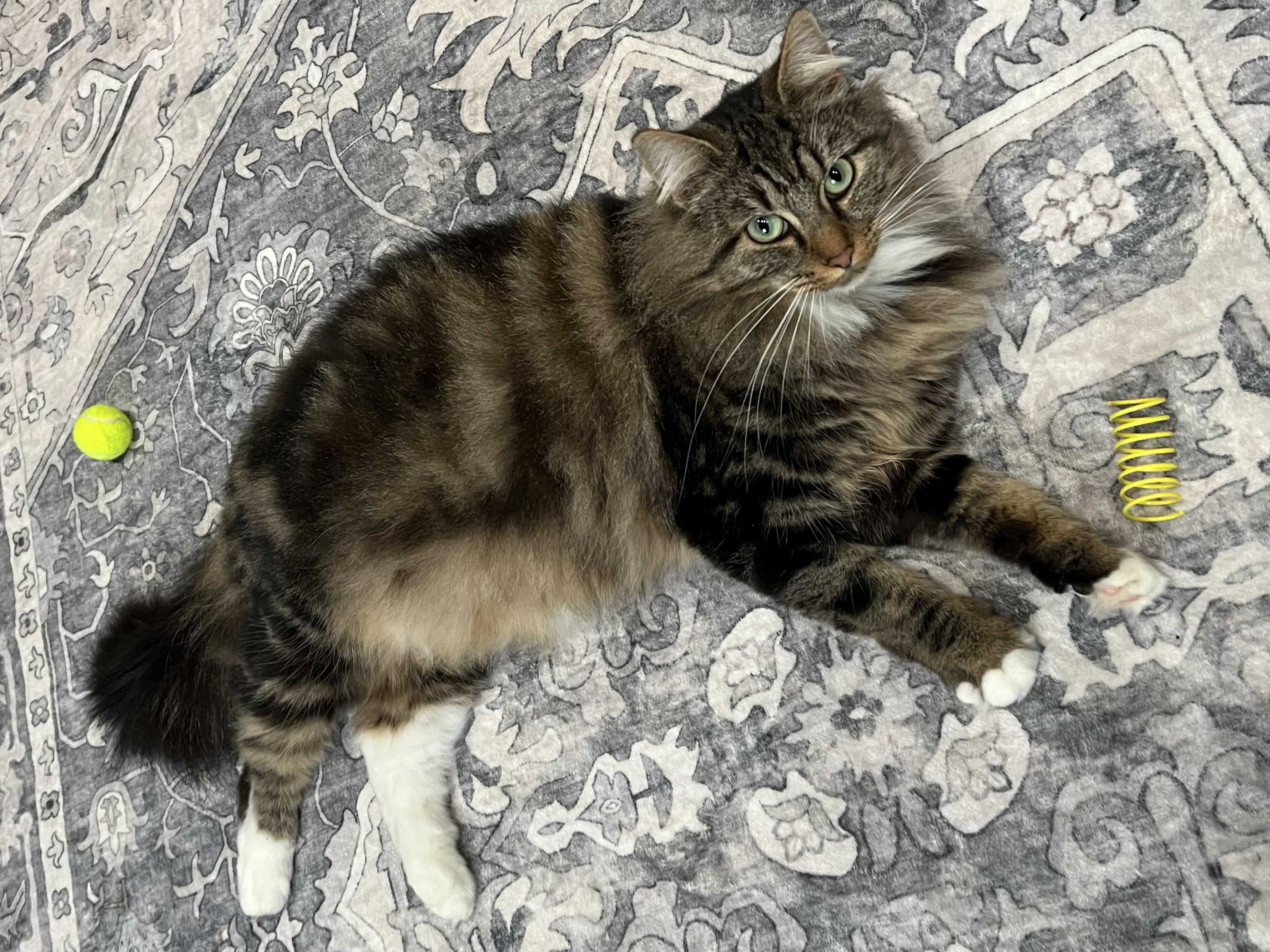 Enlarge Bella, a ADOPTABLE Domestic Long Hair in Oakville, WA image 1/2