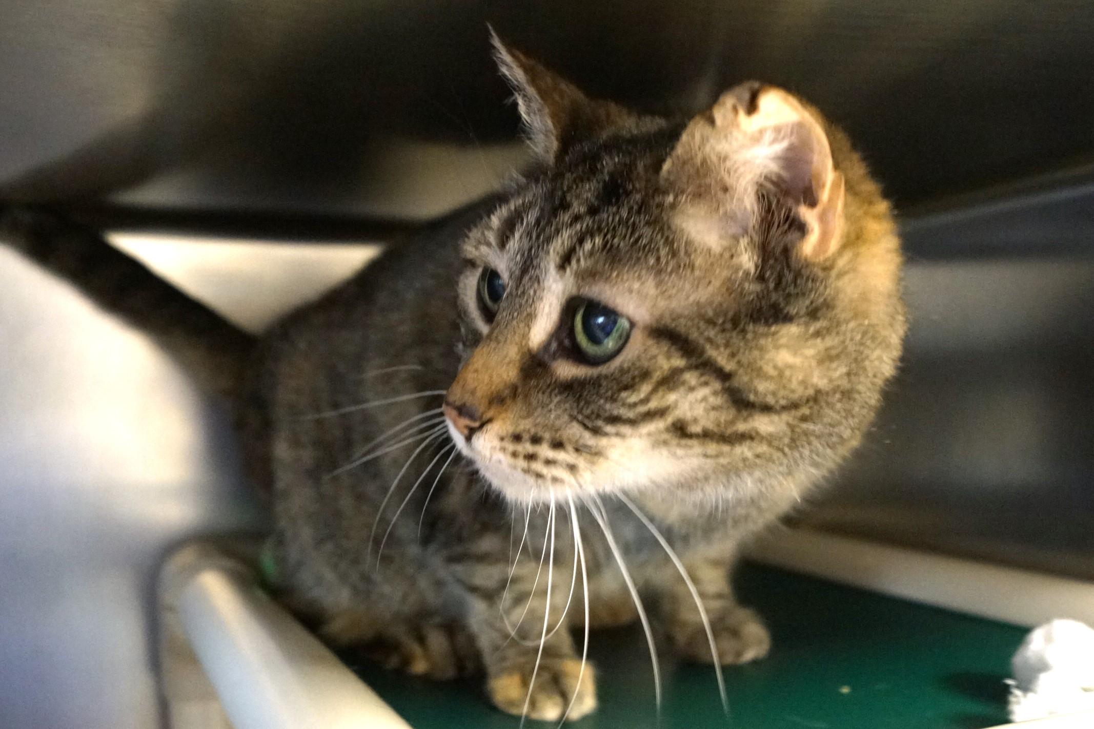 Enlarge Luana, an adoptable Tabby in New Milford, CT image 1/5