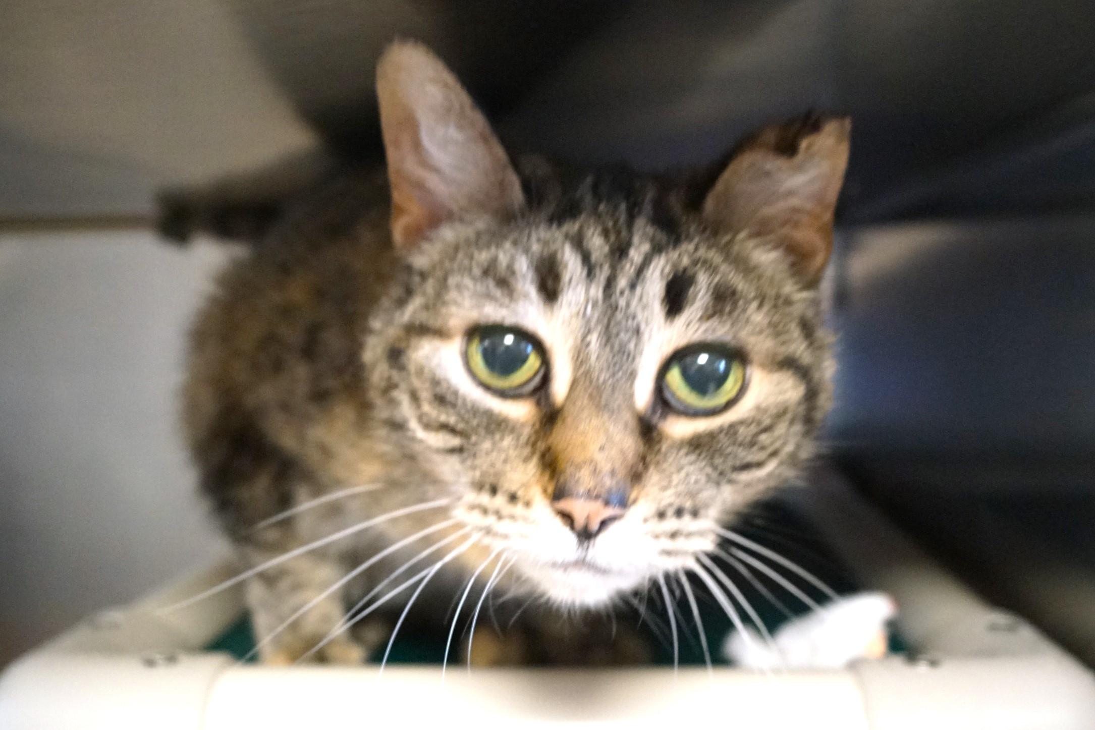 Enlarge Luana, an adoptable Tabby in New Milford, CT image 2/5