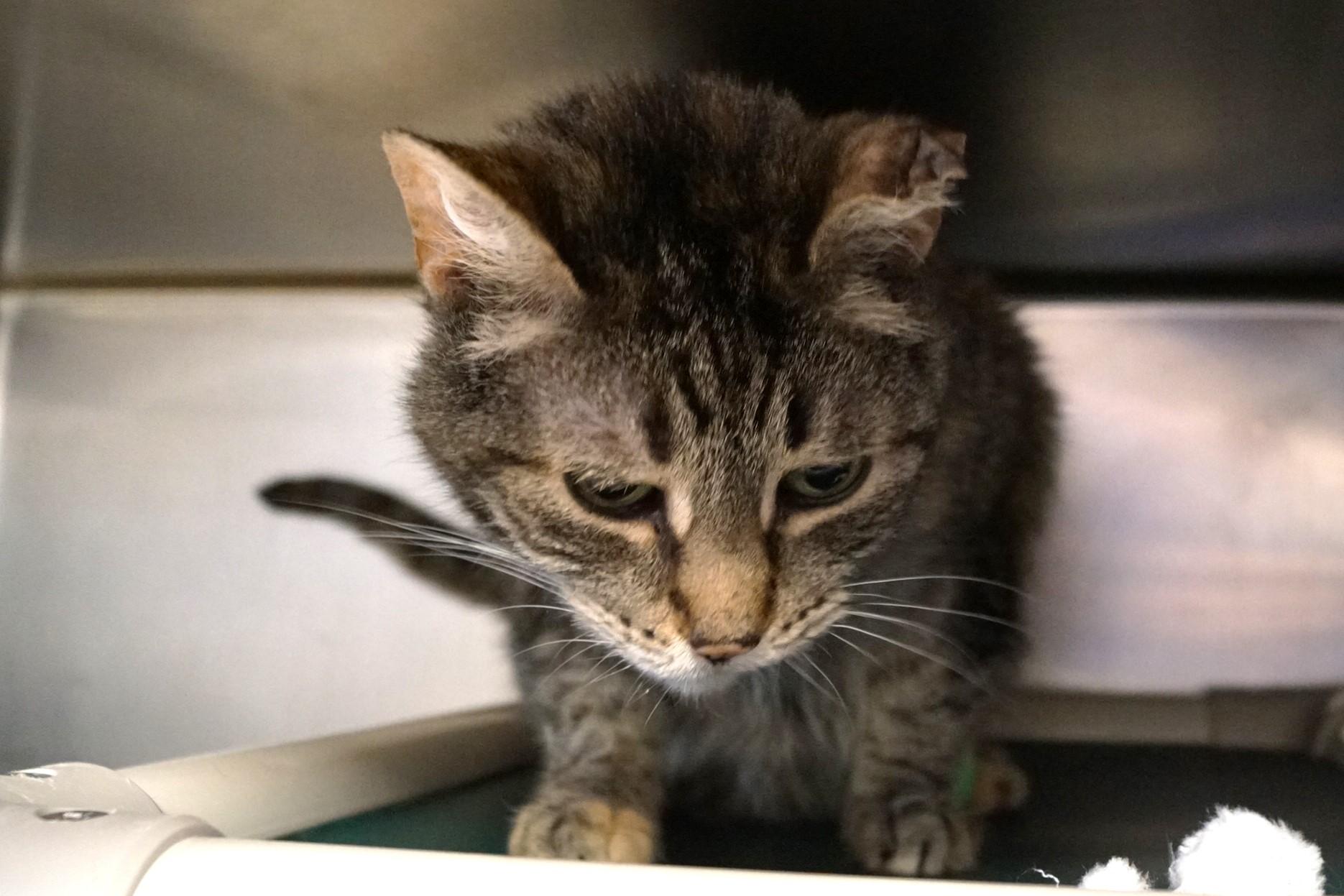 Enlarge Luana, an adoptable Tabby in New Milford, CT image 3/5