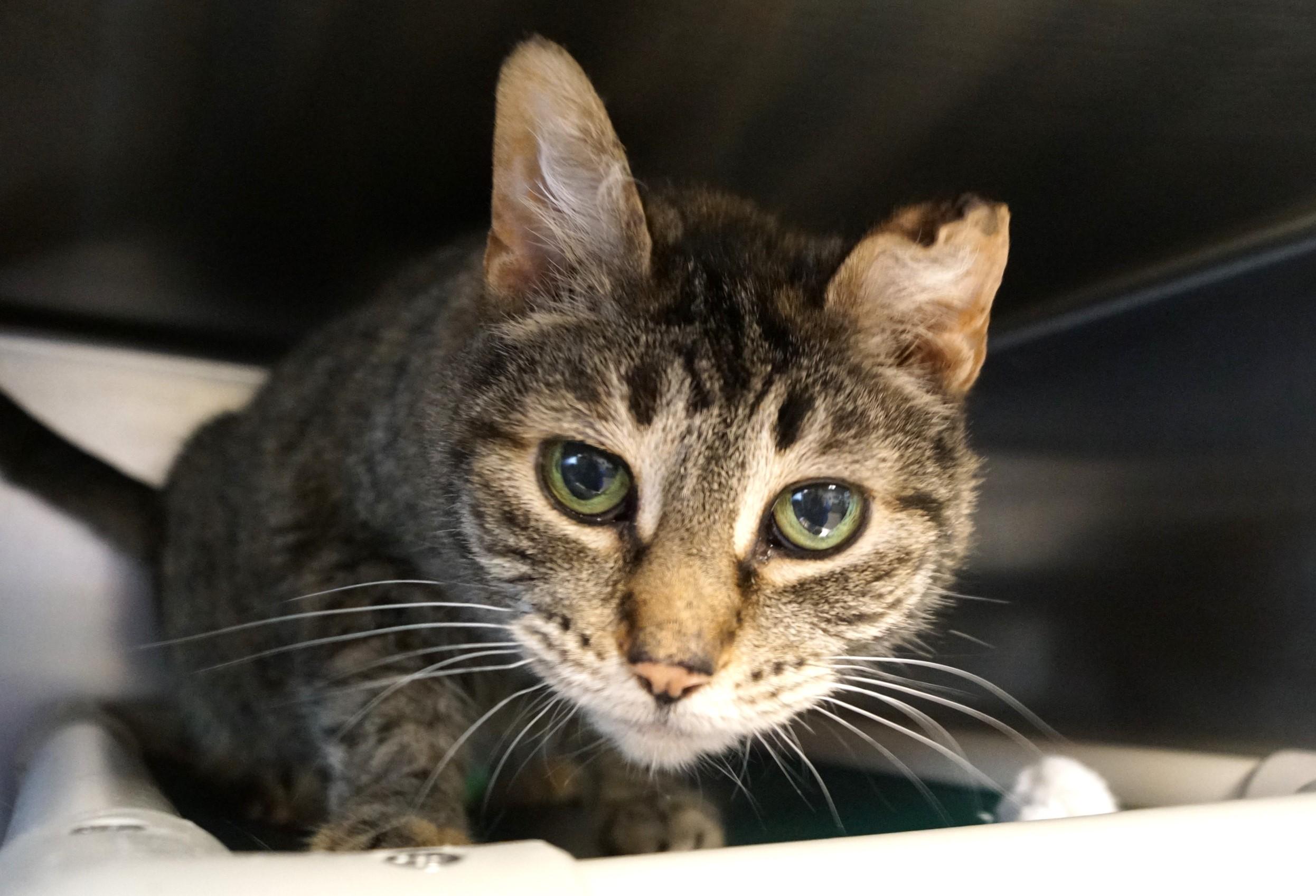 Enlarge Luana, an adoptable Tabby in New Milford, CT image 4/5