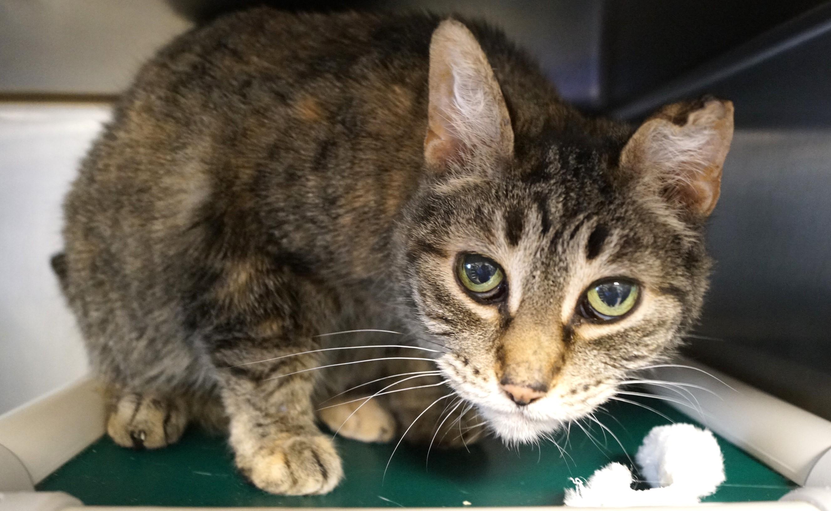 Enlarge Luana, an adoptable Tabby in New Milford, CT image 5/5