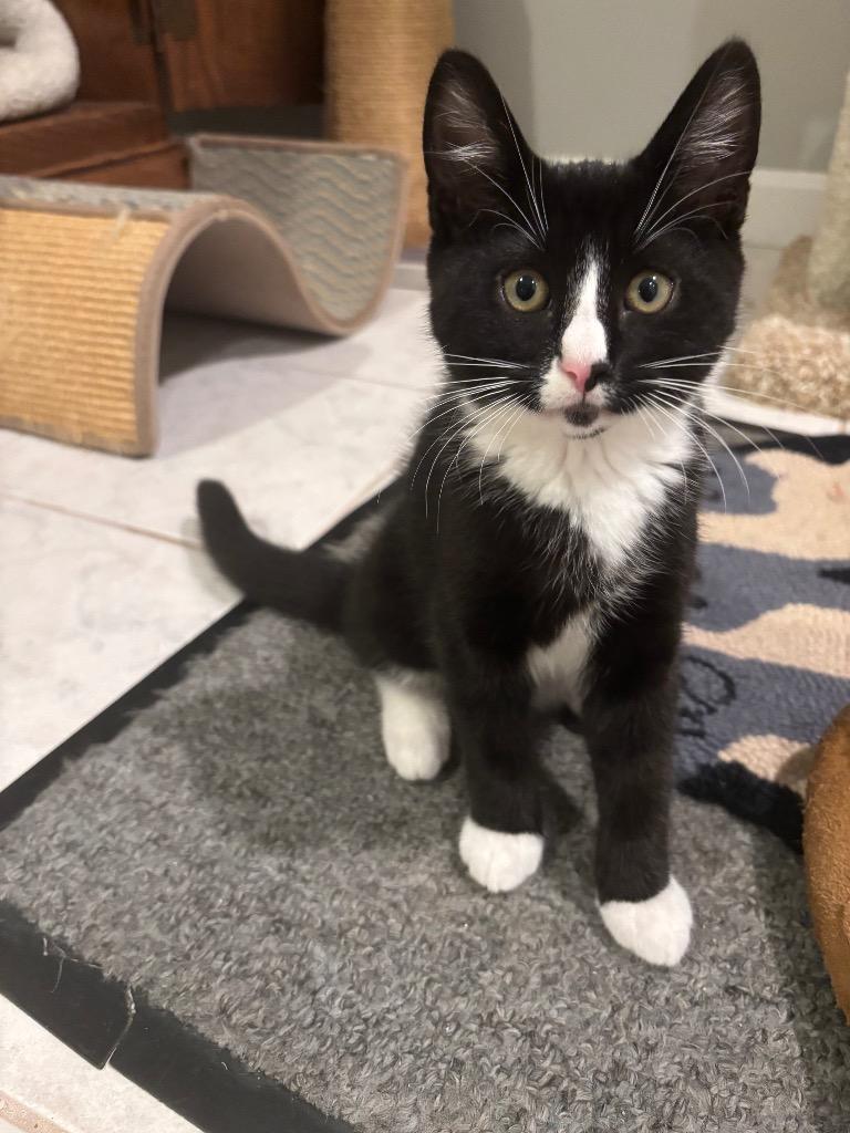Tate, Adoptable, Kitten Male Domestic Short Hair.