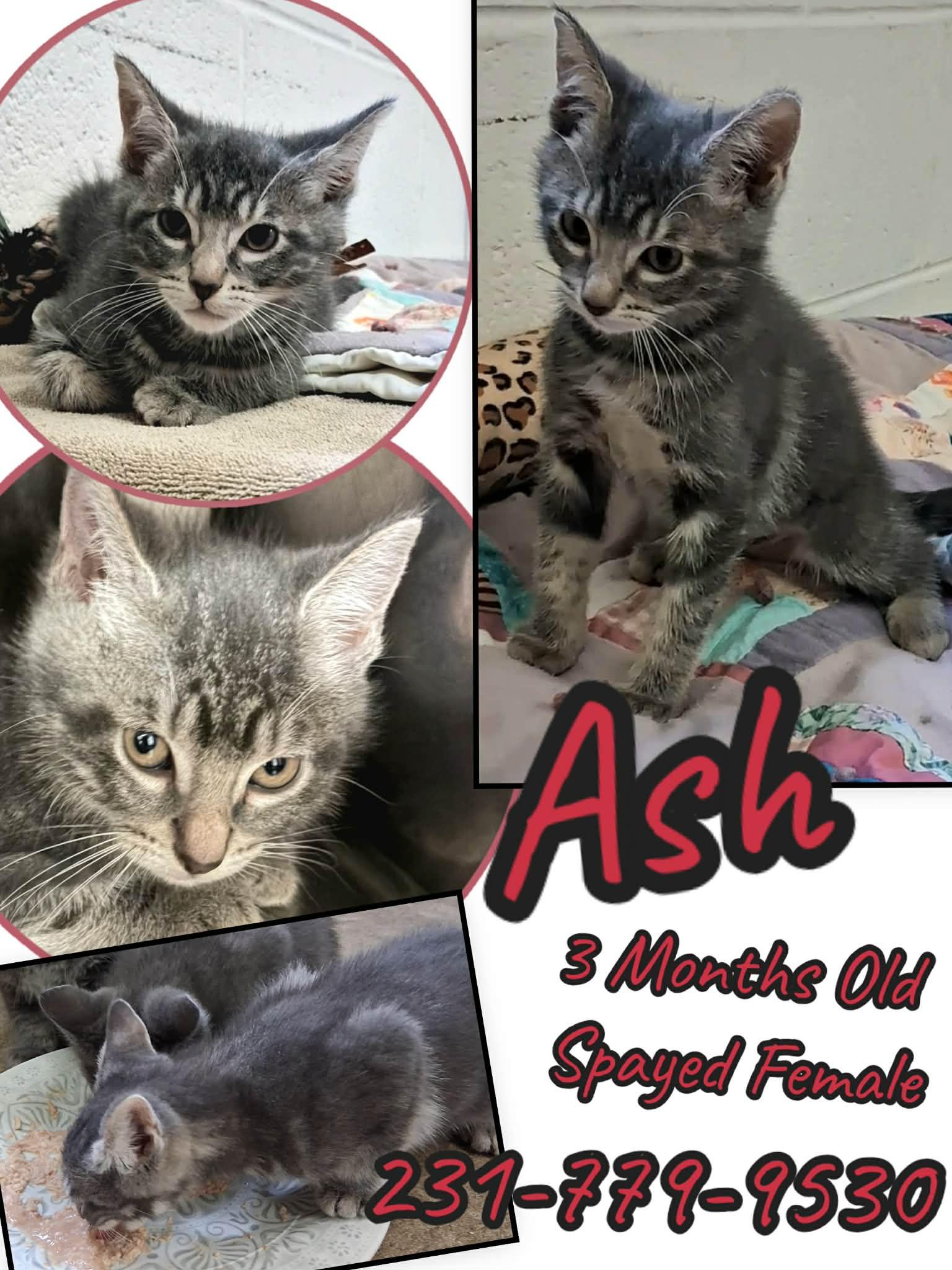 ASH, adopted, Kitten Female Domestic Short Hair.