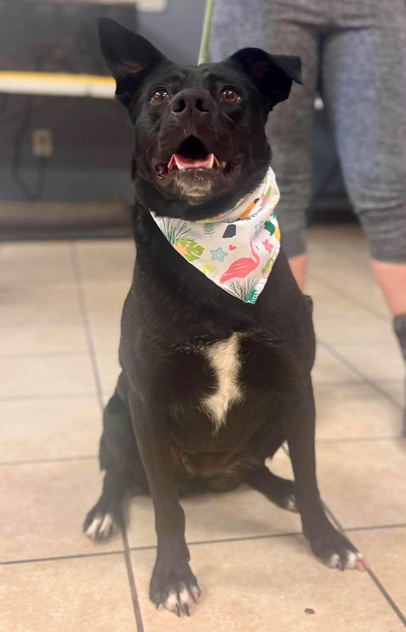 Marsha, ADOPTABLE, Young Female German Shepherd Dog.
