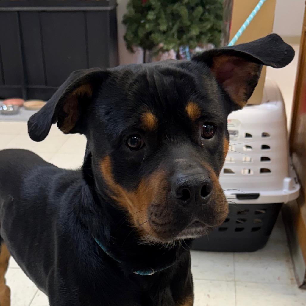 Enlarge Rumble, a Adoptable mixed breed in Jacksonville, AR image 1/1