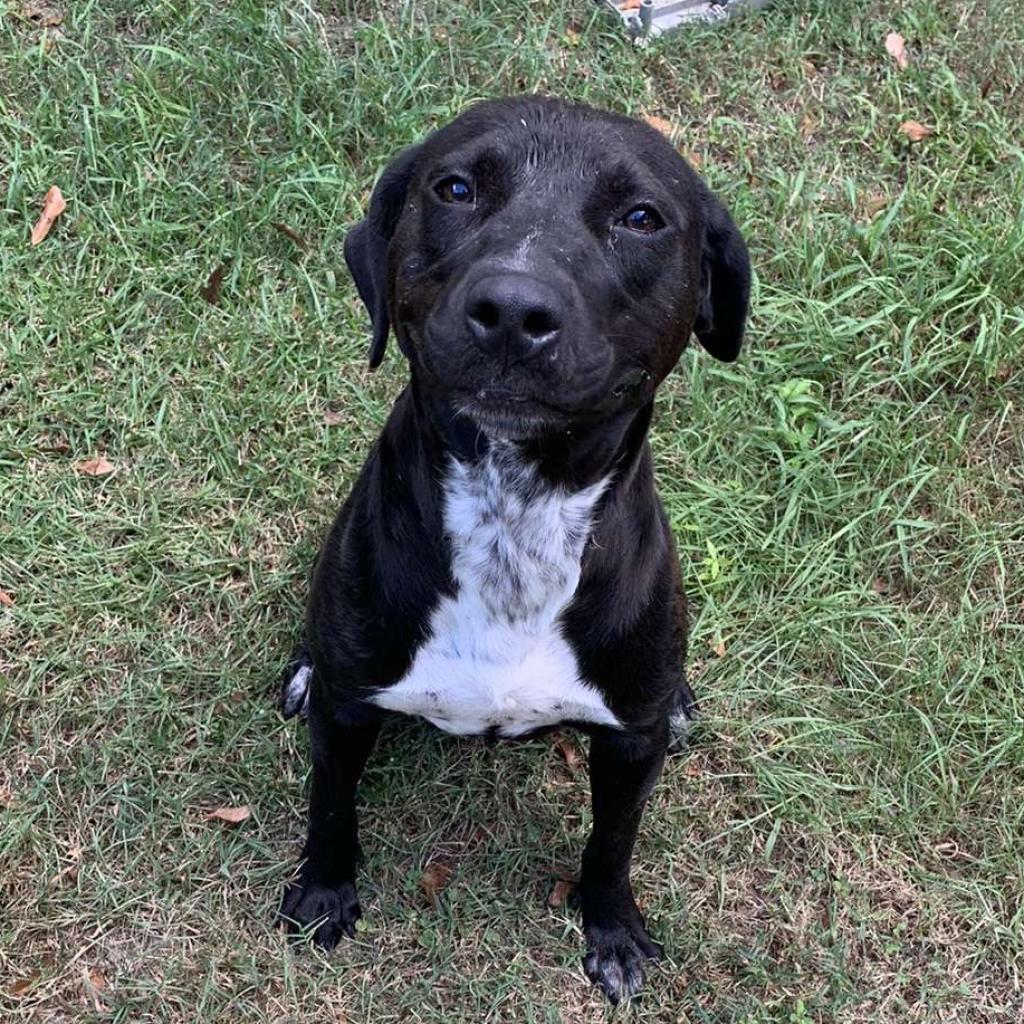 Enlarge Barker, a Adoptable Mixed Breed in Laurel, MS image 1/2