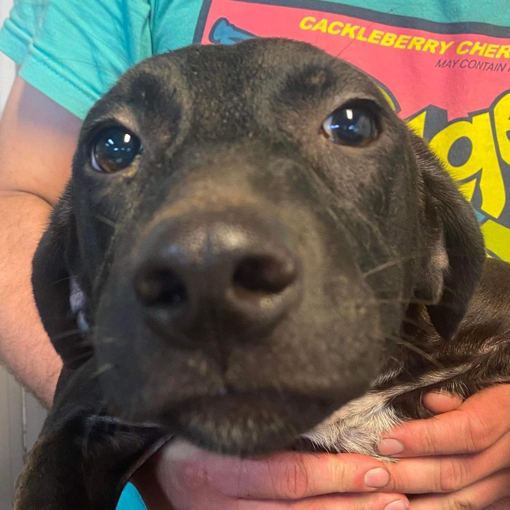 Enlarge Barker, a Adoptable Mixed Breed in Laurel, MS image 2/2