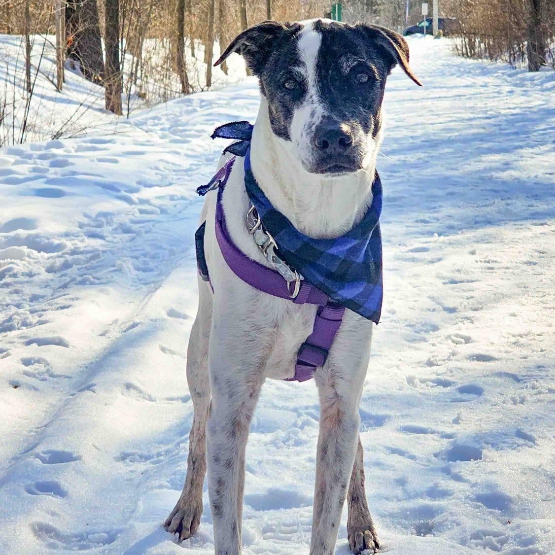 Enlarge Ares, a ADOPTABLE mixed breed in Williamsburg, ON image 2/6