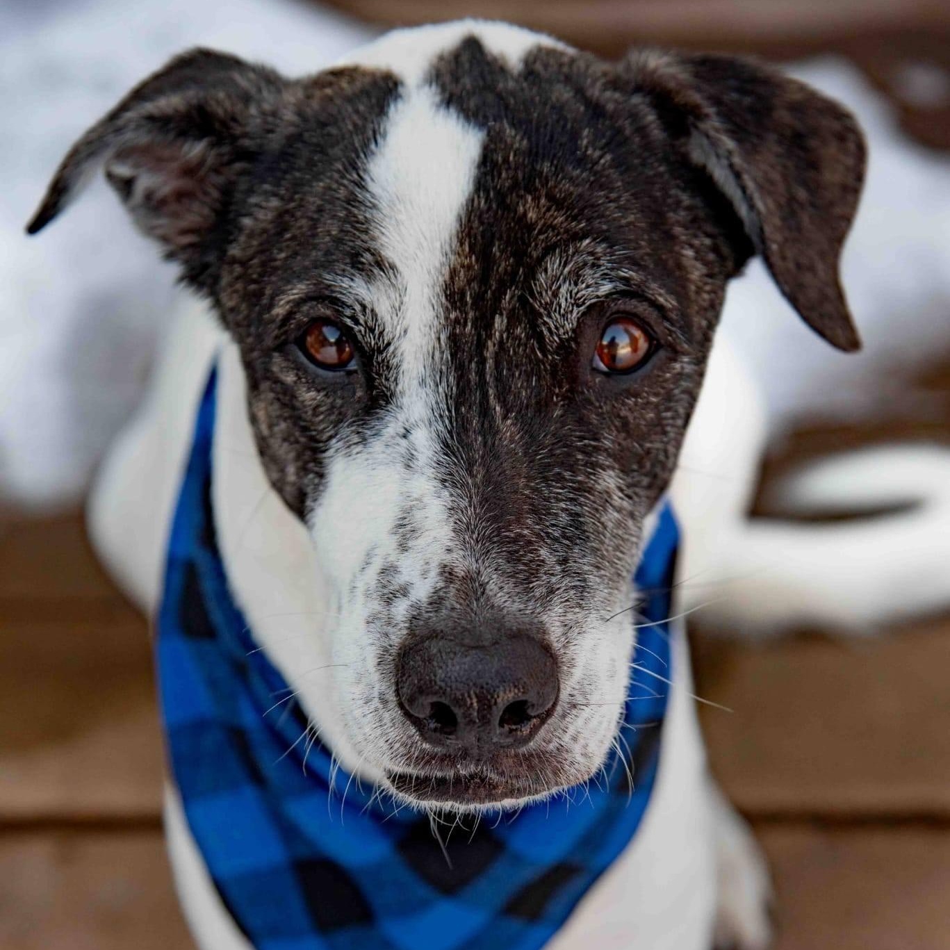 Ares, ADOPTABLE, Adult Male Greyhound & Australian Cattle Dog / Blue Heeler.