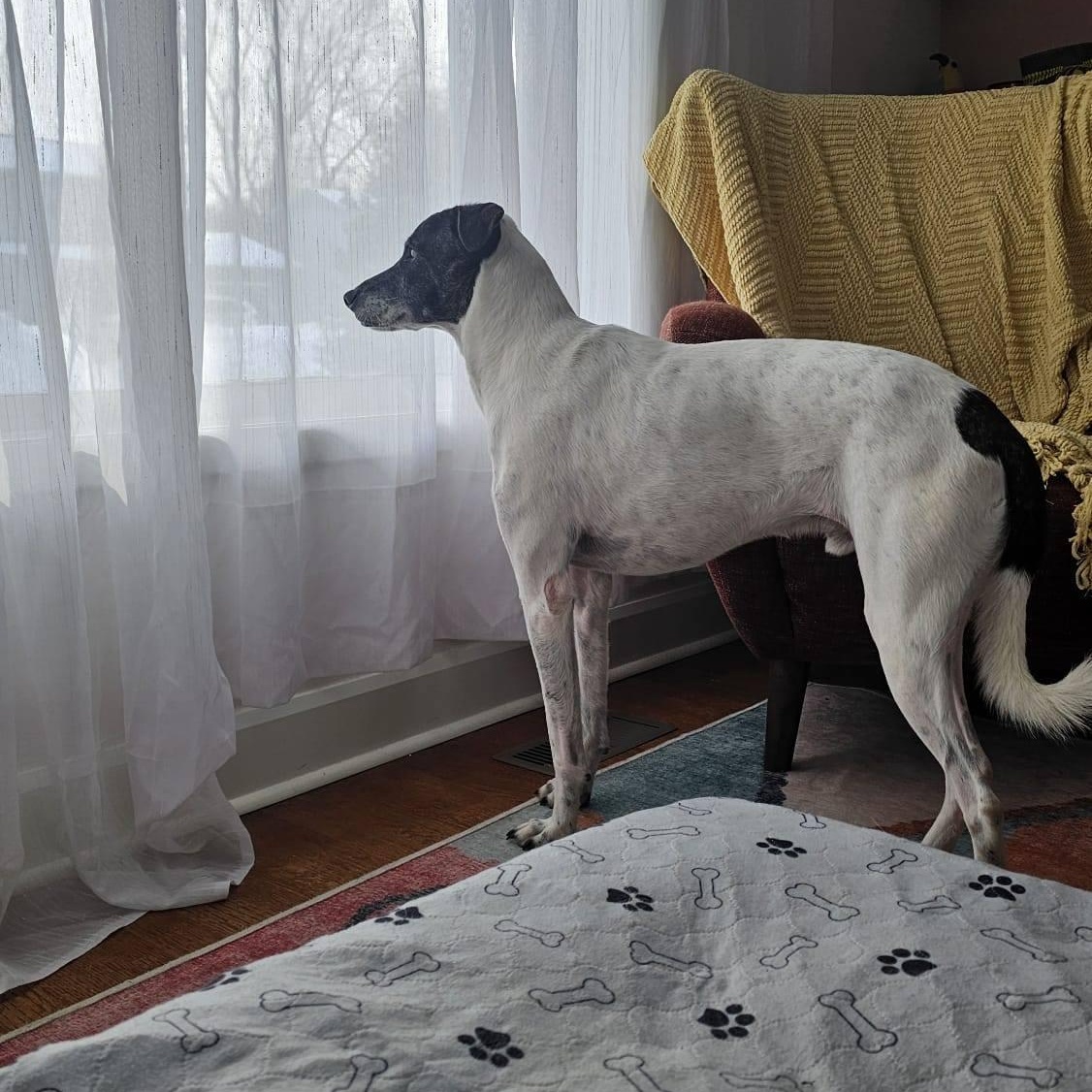 Enlarge Ares, a ADOPTABLE mixed breed in Williamsburg, ON image 4/6