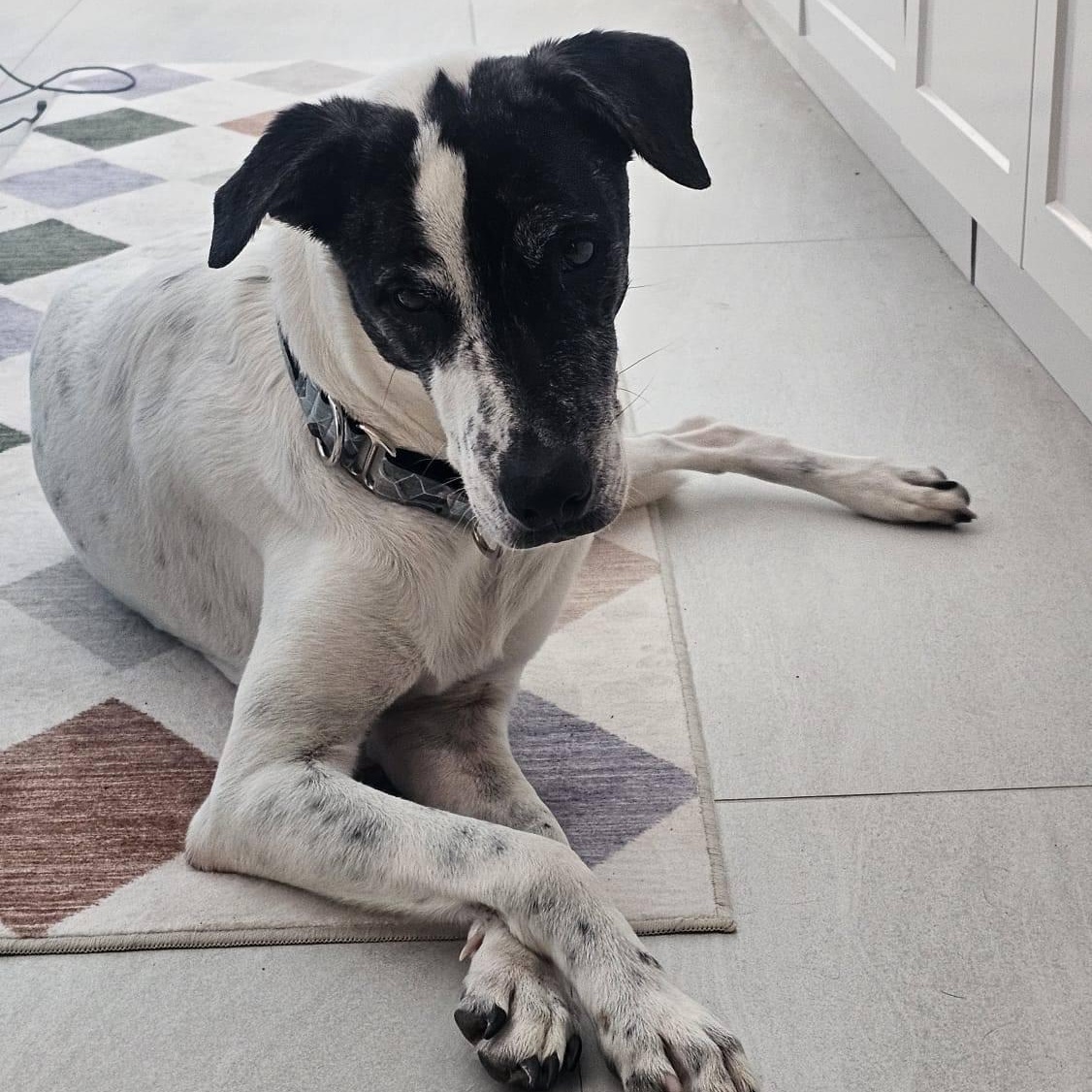 Enlarge Ares, a ADOPTABLE mixed breed in Williamsburg, ON image 5/6