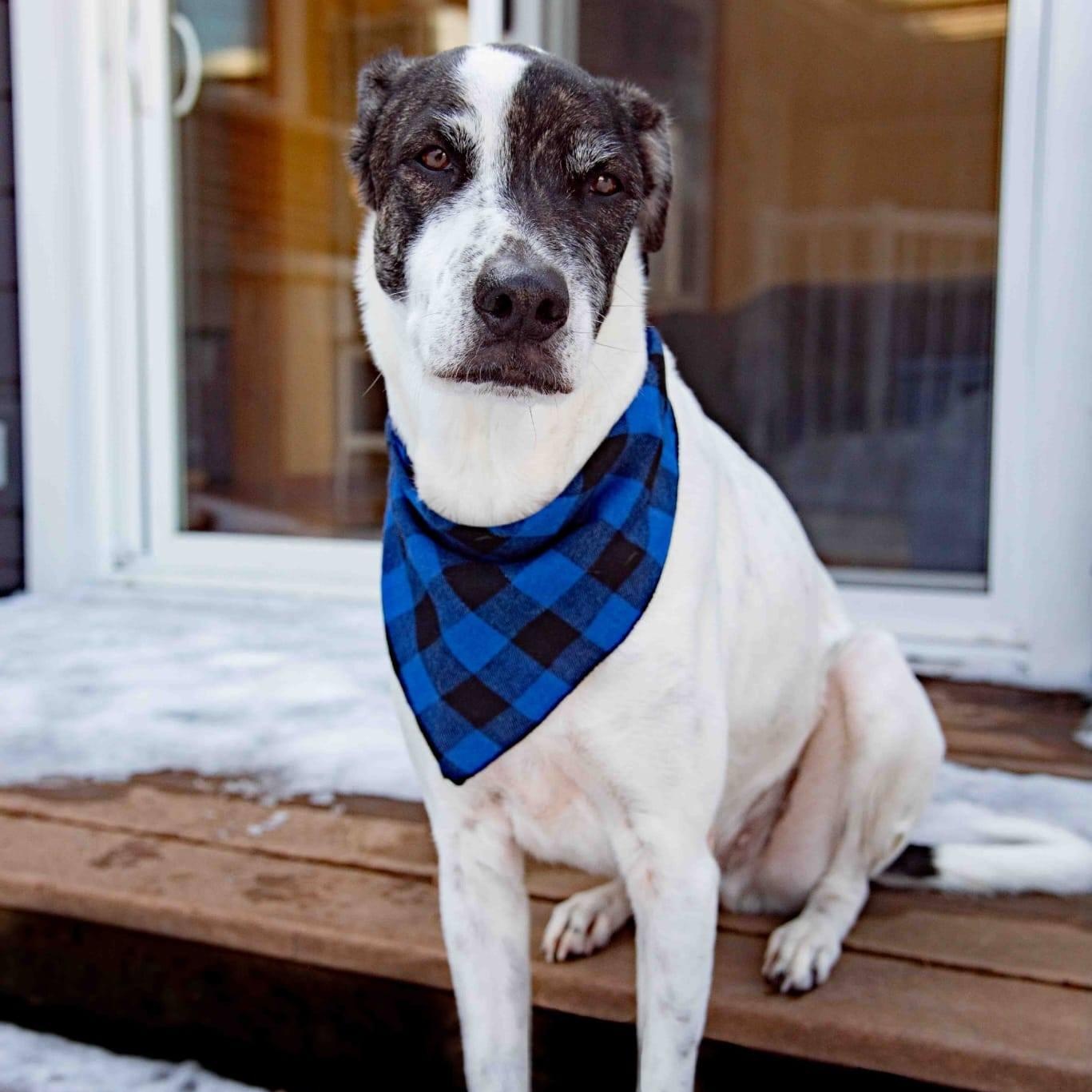 Enlarge Ares, a ADOPTABLE mixed breed in Williamsburg, ON image 3/6