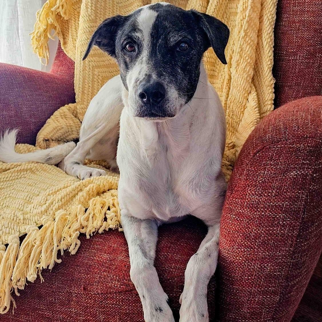 Enlarge Ares, a ADOPTABLE mixed breed in Williamsburg, ON image 6/6