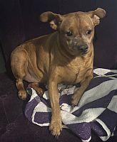 Enlarge Lilee, an adopted Miniature Pinscher in Daytona Beach, FL image 1/2