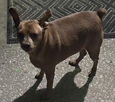 Enlarge Lilee, an adopted Miniature Pinscher in Daytona Beach, FL image 2/2