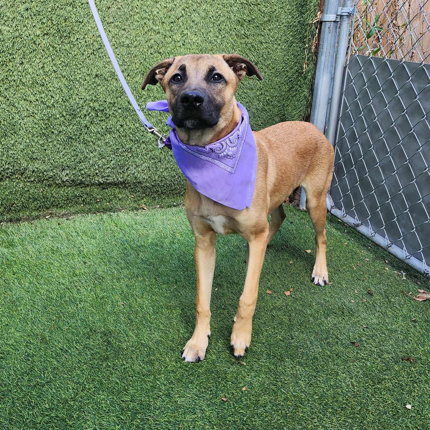 Turk — thumbnail 5