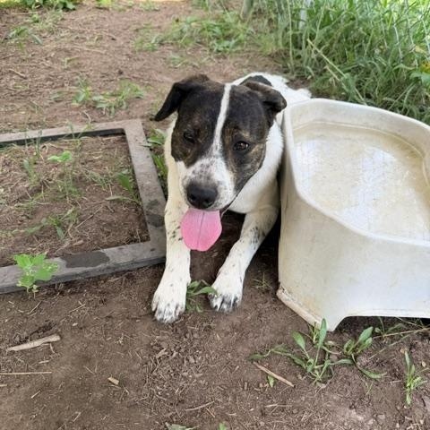Tango, a ADOPTABLE Mixed Breed in Superior, MT image 2/3