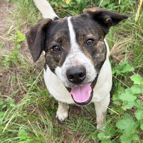 Tango, ADOPTABLE, Young Male Mixed Breed.