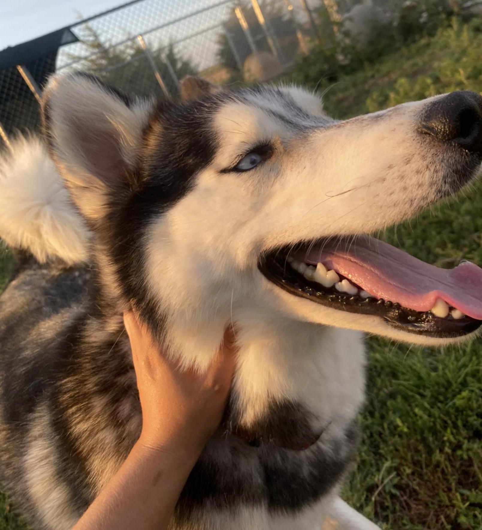 Two Socks, Adoptable, Adult Male Siberian Husky.