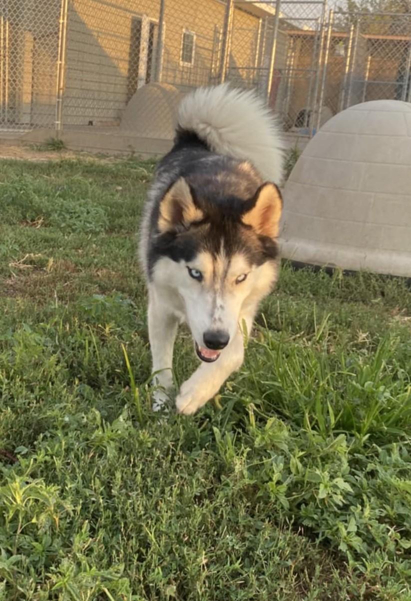 Two Socks, a Adoptable Siberian Husky in Larned, KS image 2/6