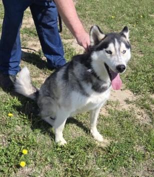 Two Socks, a Adoptable Siberian Husky in Larned, KS image 3/6