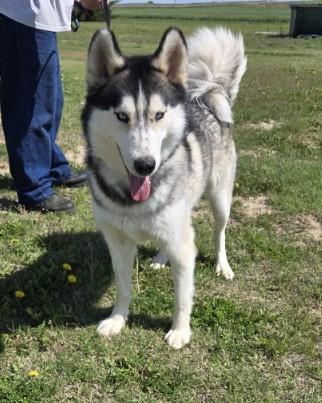 Two Socks, a Adoptable Siberian Husky in Larned, KS image 4/6