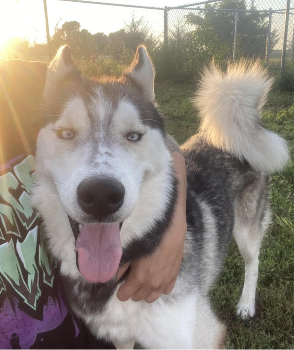 Two Socks, Adoptable, Adult Male Siberian Husky.
