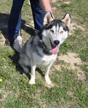 Two Socks, a Adoptable Siberian Husky in Larned, KS image 6/6
