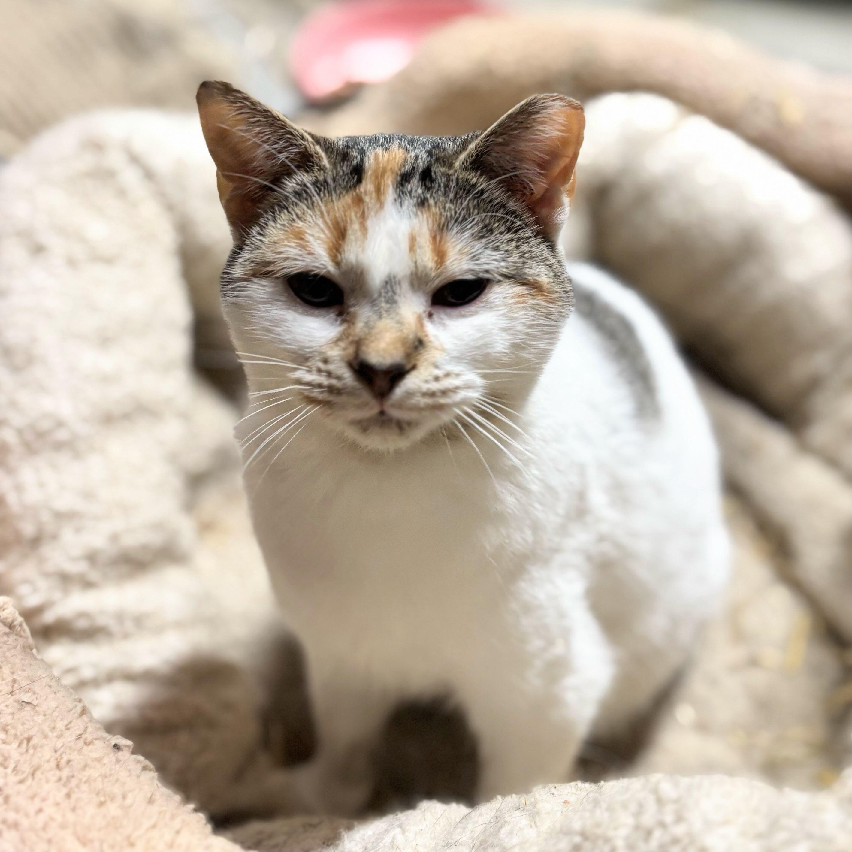 Caramel, an adopted American Shorthair in Concord, NC image 5/6