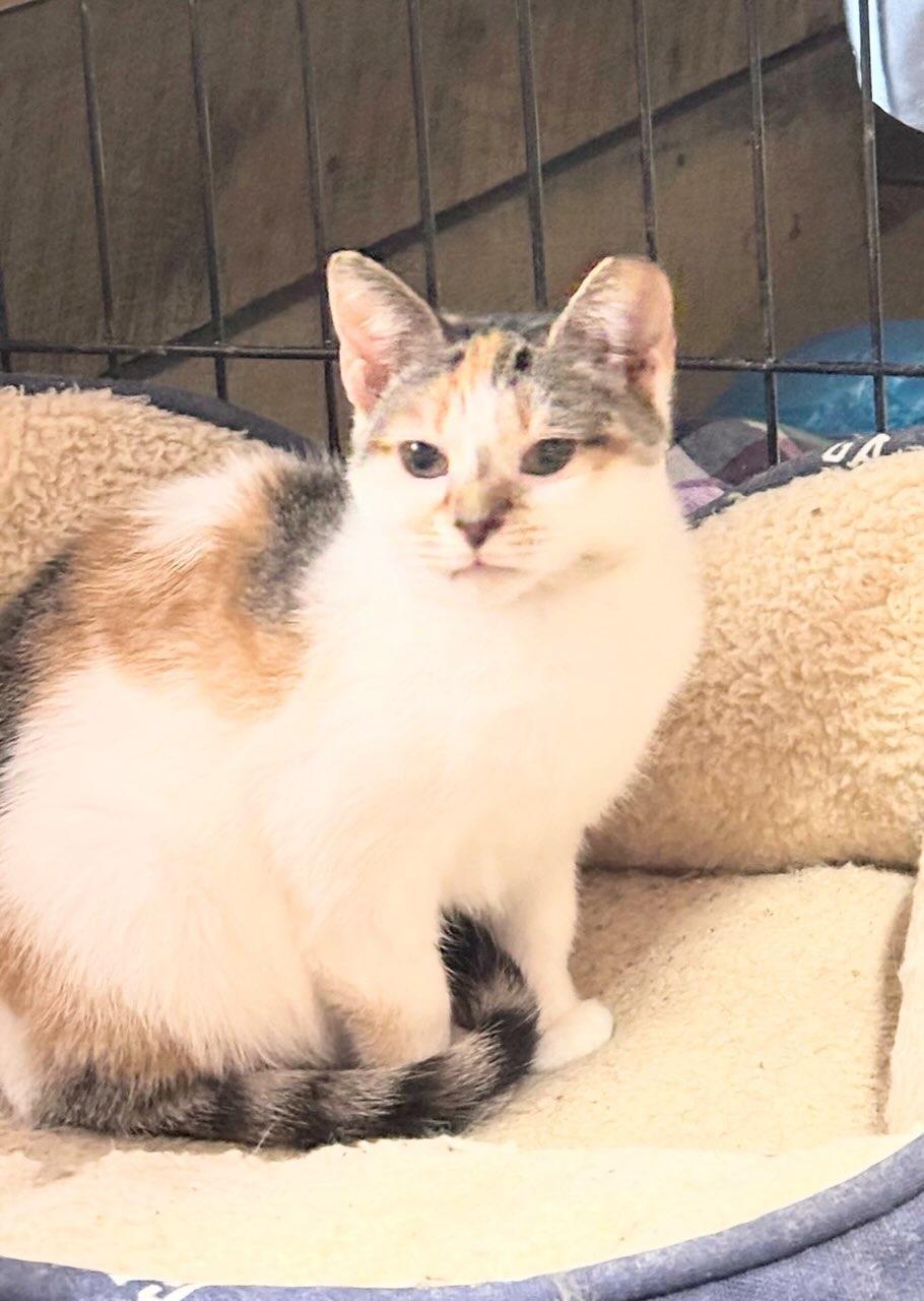 Enlarge Caramel, a Adoptable American Shorthair in Concord, NC image 3/5